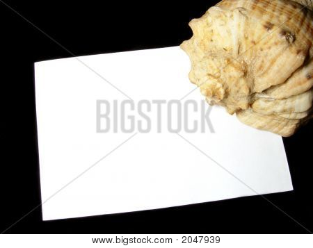 Blad met Sea Shell