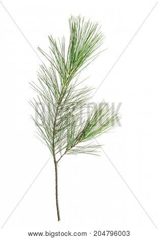 Pine tree branches isolated on white background. Nature objact