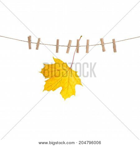 Autumn maple leaf on clothes line with pegs isolated over white background