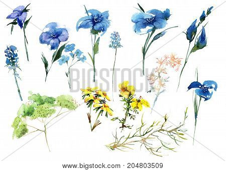 Collection romantic watercolor Summer garden decoration flowers