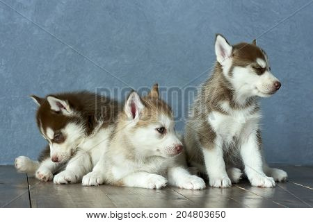 Three blue-eyed copper and light red husky puppies on wooden floor and gray-blue background
