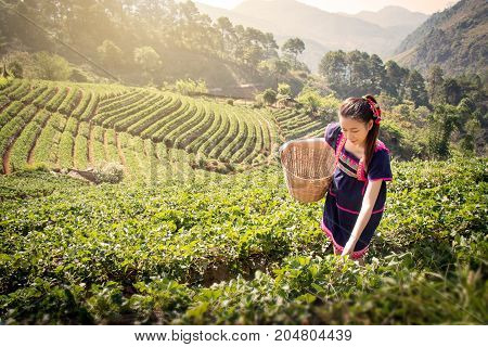 Young Asian women from Thailand picking tea leaves on tea field plantation in the morning at Chui Fong Chiang Rai Thailand. Beautiful Asia female model in her 20s.