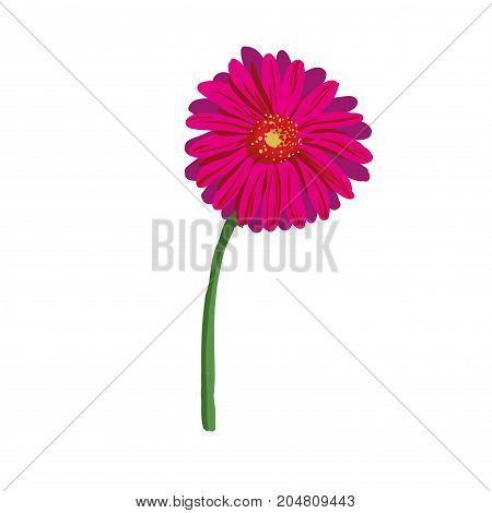 Red flower on white background. Natural elegance illustration design with blooming gerbera stock art