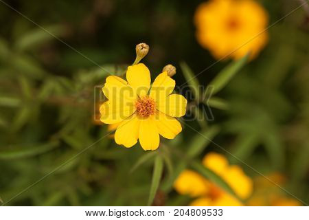 Lemmons Marigold (tagetes Lemmonii)