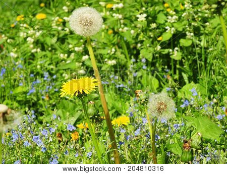 Meadow Of Dandelions to Make Dandelion Wine. Taraxacum is a large genus of flowering plants in the family Asteraceae and consists of species commonly known as dandelion.