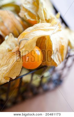 Physalis
