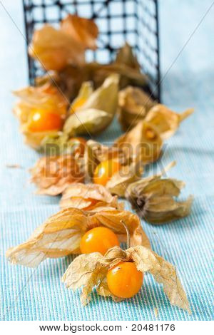 Physalis