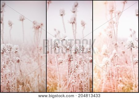 Morning fog and frost in the meadow - hoarfrost on thistle, soft focus on frost thistle, burdock