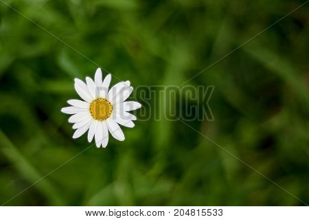 Top view of one chamomile flower on background of grass