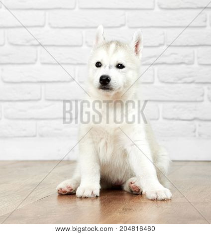 Studio portrait of nice and cute siberian husky dog with black eyes, gray and white fur, sitting on floor in studio and looking away. Funny puppy like wolf, best friends of people.