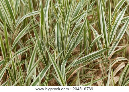 Reed Canary Grass (phalaris Arundinacea)