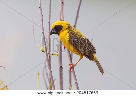 Asian Golden Weaver (Ploceus hypoxanthus)on the tree.
