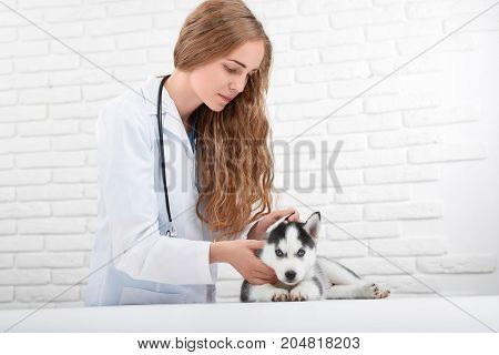 Pretty blonde young veterinarian caring about husky puppy, who sitting on table and looking at camera. Doctor in uniform holding little puppy husky, like wolf, checking body temperature. Lovely pet.