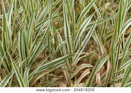Reed Canary Grass (phalaris Arundinacea)