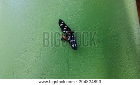Nine-spotted moth or yellow belted burnet, Amata phegea, formerly Syntomis phegea