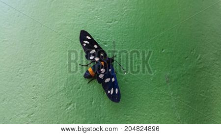Nine-spotted moth or yellow belted burnet, Amata phegea, formerly Syntomis phegea