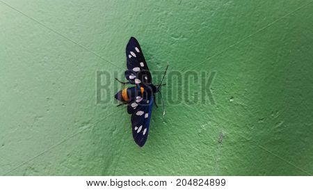 Nine-spotted moth or yellow belted burnet, Amata phegea, formerly Syntomis phegea