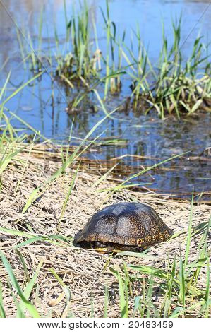 Blandings skildpadde (Emydoidea blandingii)