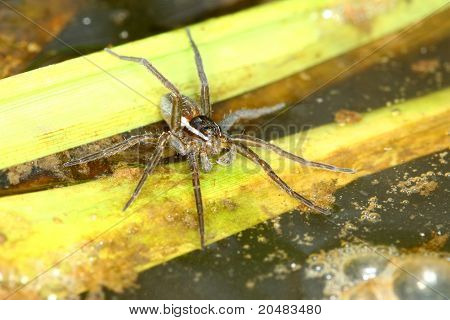Šest skvrnitý rybářských pavouk (Dolomedes triton)