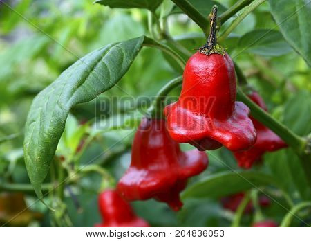 Bishops Crown chili pepper (Capsicum Baccatum,Christmas Bell) growing in the garden.Selective focus.