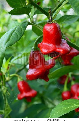 Bishops Crown chili pepper (Capsicum Baccatum,Christmas Bell) growing in the garden.Selective focus.