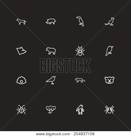 Set Of 16 Editable Zoo Outline Icons. Includes Symbols Such As Proboscis, Wallaby, Philomel And More