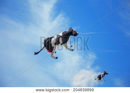 group of black white air cow kites flying high in the sky. Kite festival