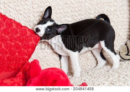 A Dog Bites Pillow