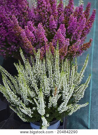 Heather flowers blossom.Blooming Calluna vulgaris in flower pots.Floral background.Selective focus.