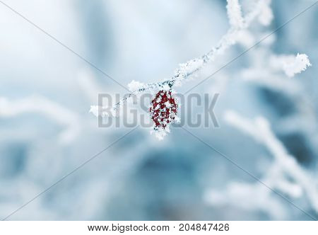 ripe red fruits of the rose hip plant is covered with spiky icicles fluffy white frost