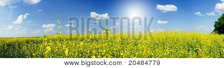 Rapefield og Cloudscape med solstråler.