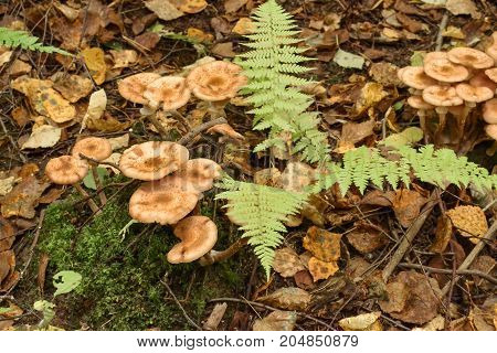 Mushrooms in the forest close-up. Autumn. Mushroom picking time