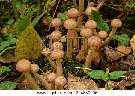 Mushrooms in the forest close-up. Autumn. Mushroom picking time