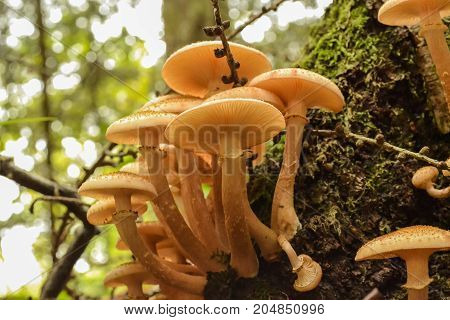 Mushrooms in the forest close-up. Autumn. Mushroom picking time