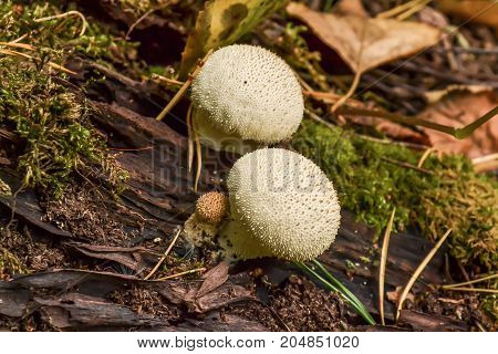 Edible mushrooms Common Puffball Lycoperdon perlite macro.