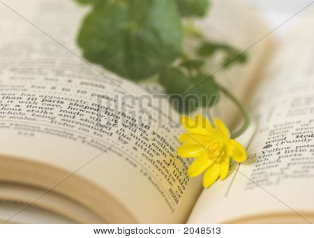 Giallo fiore selvatico In fiore libro