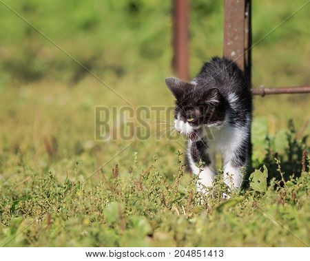 a small defenseless kitten sternly oxetanyl coat and arched back