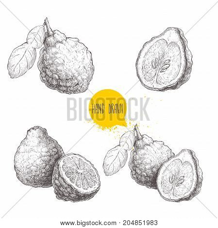 Hand drawn sketch style bergamot fruits set. Kaffir lime whole with leaf and half vector illustration. Organic food. Citrus collection isolated on white background.