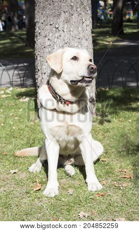 Smiling Labrador Retriever also labrador labradorite for a walk looks in the frame. Portrait of a Labrador's green grass with dandelions. Dog in collar Dog Year 2018.