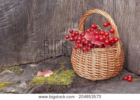 Small basket with autumn red berries on old stum. Autumn still-life.