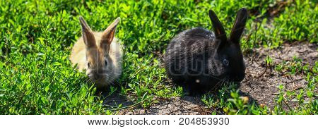 black and red little funny rabbit with long ears in the manger
