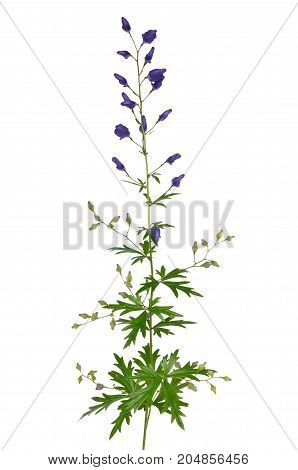 Aconitum napellus flower isolated on white background