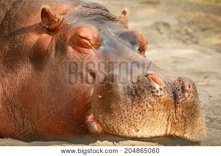 Sleeping hippopotamus during after lunch siesta, in Calgary ZOO