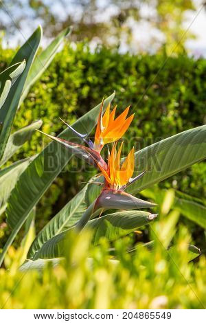 Strelitzia Or Bird Of Paradise Flower In Portugal
