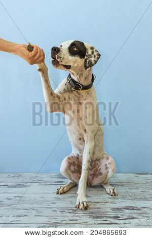 Sitting On Hind Legs English Pointer Womens Hand Holds Its Leg