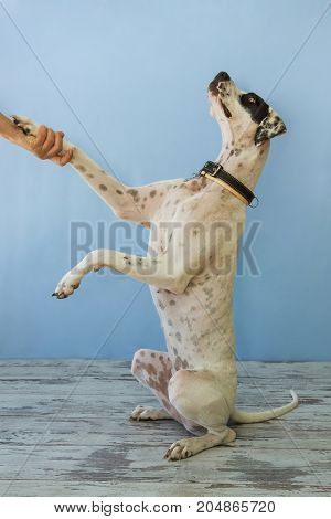 Sitting On Hind Legs English Pointer Womens Hand Holds Its Leg