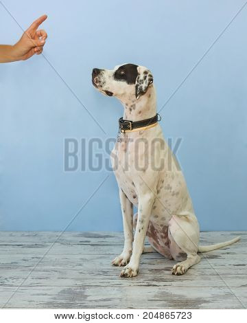 Sitting On Hind Legs English Pointer Womens Hand Shows Finger To It