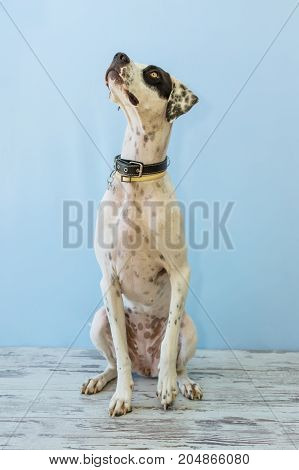 Sitting English Pointer
