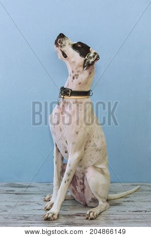 Sitting English Pointer