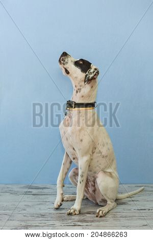 Sitting English Pointer